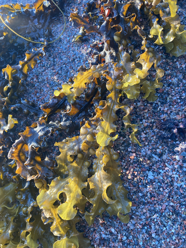bladder wrack