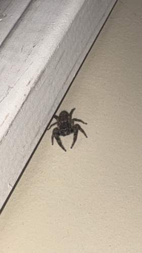 Tan Jumping Spider