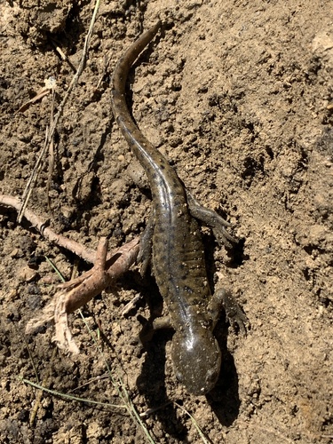 Ambystoma mavortium observed by zemleroi