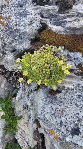 Saxifraga moschata, photograph 2
