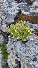 Saxifraga moschata, photograph (c) Claude Kolwelter, some rights reserved (CC BY)