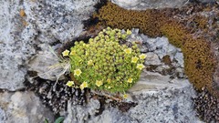 Saxifraga moschata, photograph (c) Claude Kolwelter, some rights reserved (CC BY)