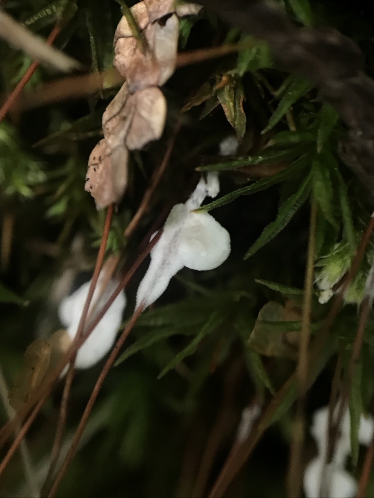 Minute Mossmaid · September 2026 · photo: Photo: (c) Matthew Rozanoff, some rights reserved (CC BY) · iNaturalist