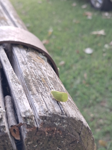 Green Cone-headed Planthopper