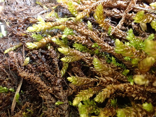 Drepanocladus turgescens observed 2026-08-28