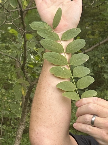 black locust