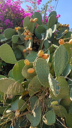 Indian fig opuntia
