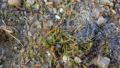 Pilularia globulifera, photograph author not stated, no rights reserved