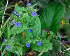 Pentaglottis sempervirens