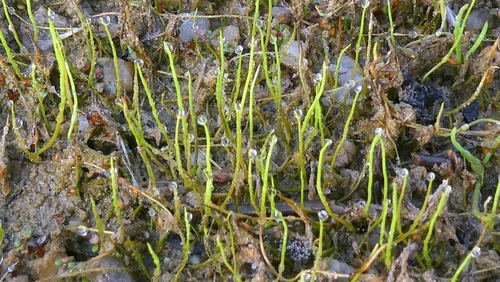 Pilularia globulifera, photograph 5