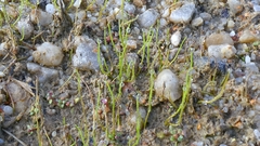 Pilularia globulifera, photograph author not stated, no rights reserved