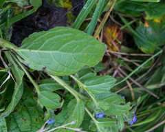 Pentaglottis sempervirens