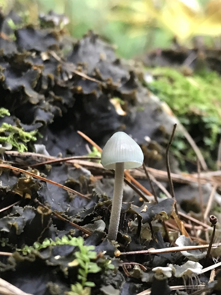 Mycena subcaerulea · September 2026 · photo: Photo: (c) Matthew Rozanoff, some rights reserved (CC BY) · iNaturalist