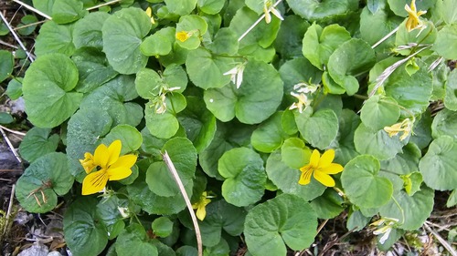Viola biflora, photograph 3
