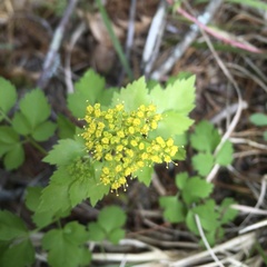 Zizia trifoliata