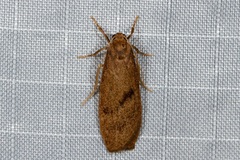 Lambula obliquilinea