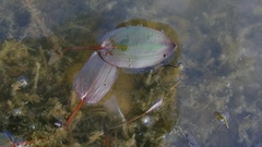 Potamogeton polygonifolius, photograph author not stated, no rights reserved