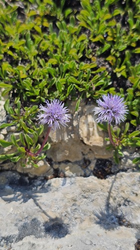 Globularia cordifolia, photograph 2