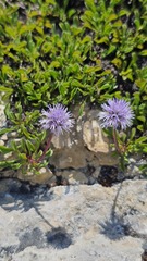 (c) Claude Kolwelter, some rights reserved (CC BY) Globularia cordifolia, photograph (c) Claude Kolwelter, some rights reserved (CC BY)