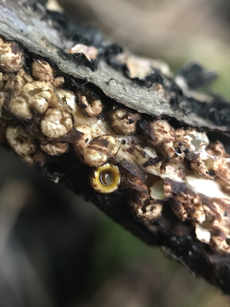 cannonball fungus · September 2026 · photo: Photo: (c) Matthew Rozanoff, some rights reserved (CC BY) · iNaturalist