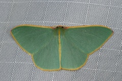 Chlorocoma assimilis