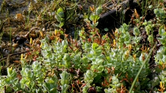 author not stated, no rights reserved Hypericum elodes, photograph author not stated, no rights reserved