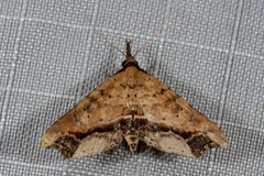 Philogethes metableta