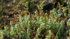 Hypericum elodes, photograph author not stated, no rights reserved