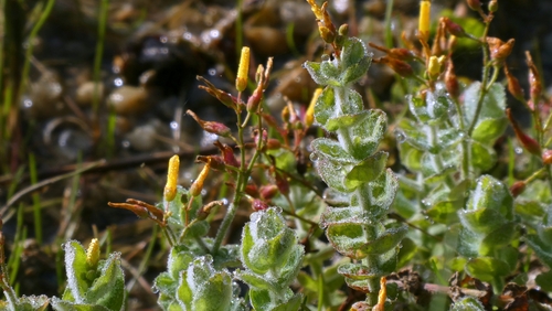 Hypericum elodes, photograph 4