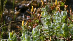 author not stated, no rights reserved Hypericum elodes, photograph author not stated, no rights reserved
