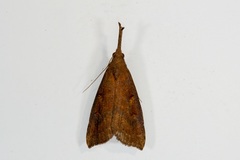 Hypena subvittalis