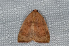 Detounda leptoplasta