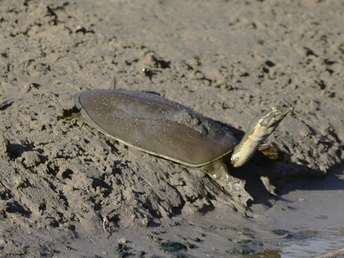 Spiny Softshell observed by tnewman