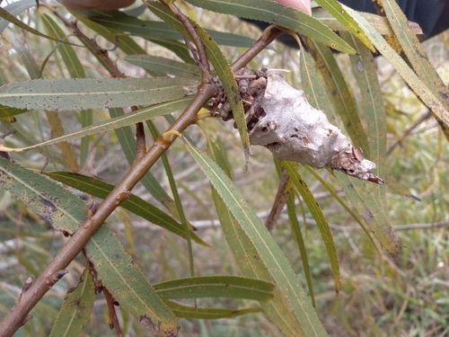Abbot's Bagworm Moth
