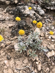 Erigeron aphanactis