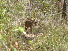 Odocoileus pandora
