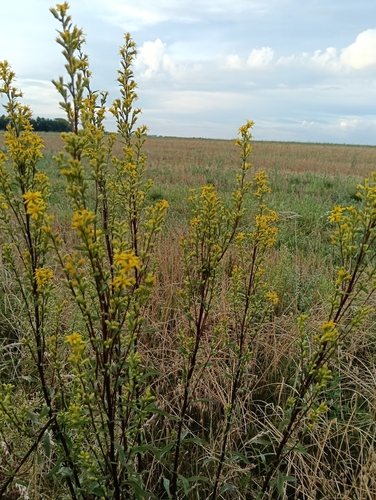 European goldenrod