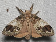 Dasychira leucophaea