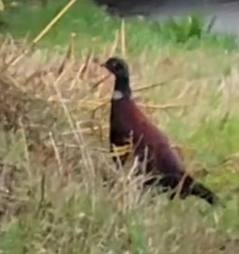 Common Pheasant observed by araneo