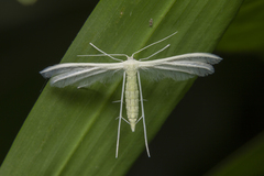 Pterophorus lacteipennis