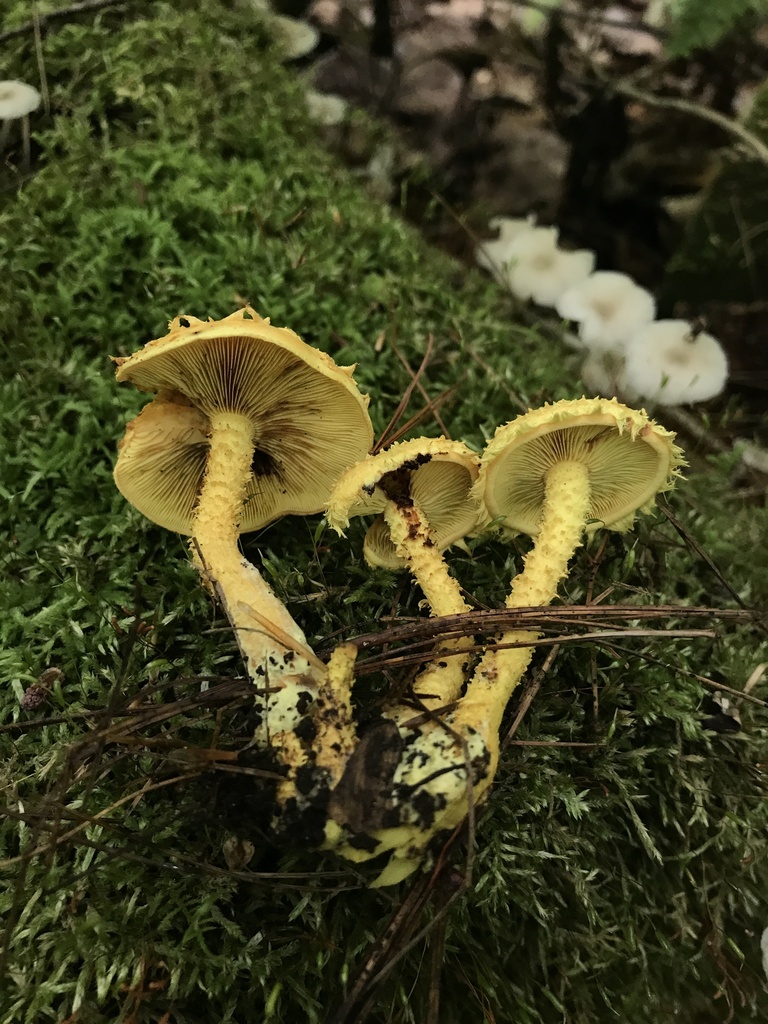 flaming scalycap · September 2026 · photo: Photo: (c) Matthew Rozanoff, some rights reserved (CC BY) · iNaturalist