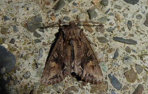 Ichneutica scutata photo 4