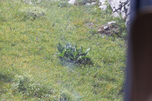Gentiana lutea, photograph 4