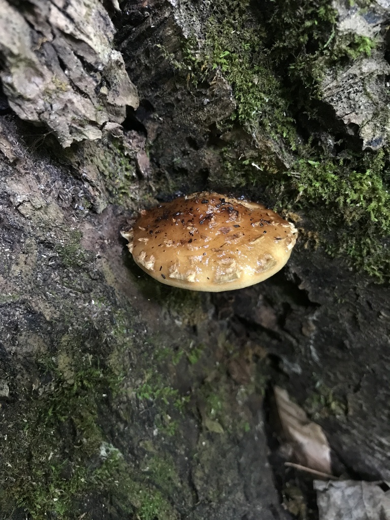 Hemistropharia albocrenulata · September 2026 · photo: Photo: (c) Matthew Rozanoff, some rights reserved (CC BY) · iNaturalist
