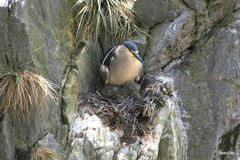Nycticorax nycticorax falklandicus