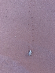 Apleurus albovestitus