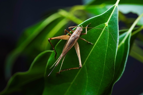 Japanese Pine Cricket