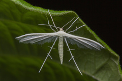 Pterophorus lacteipennis