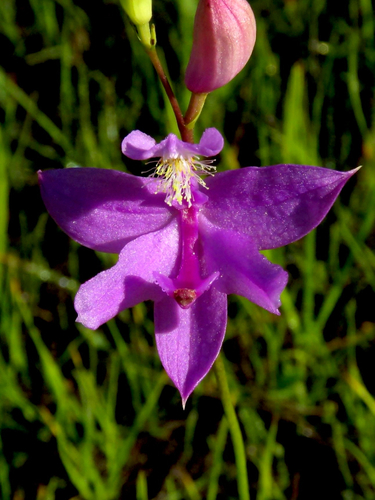 Calopogon tuberosus, photograph 2