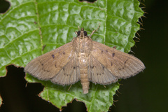 Phostria